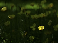 waldscheinmohn