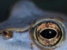 Im Moor(frosch)auge