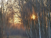 Wintersonne hinter Birken