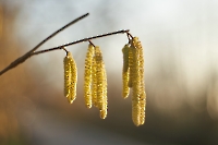 Bild 08 - Frühlingsboten
