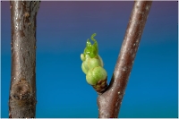 Bild 06 - Natur erwacht