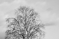 Bild 02 - Dohlenbaum