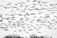 Bild 12 - Flug der Nonnengänse