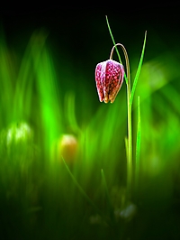 Bild 13 - Frühling naht