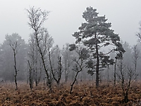 Bild 06 - Moorstimmung im März
