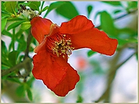 Bild 11 - Granatapfelblüte