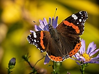 Bild 07 - Admiral im letzten Herbstlicht