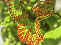 Bild 16 - Weinblatt im Herbst