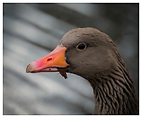 Bild 11 - Laubfresser