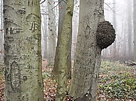 Bild 10 - Holzanbau