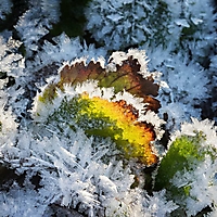 Bild 15 - Frost