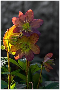 Bild 17 - Christrose im Abendlicht