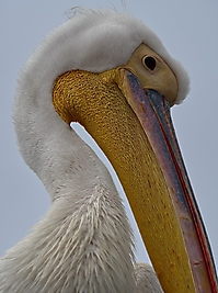 Bild 12 - Pelikan