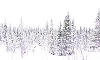 Bild 02 - Stiller Winter