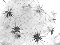 Bild 09 - Clematis