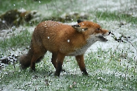 Bild 06 - Endlich Schnee