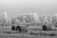 Bild 08 - Moorwiese im Frost