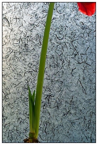 Bild 11 - Amaryllis