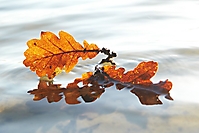 Bild 01 - Abgefallen