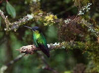 Bild 08 - Kolibri