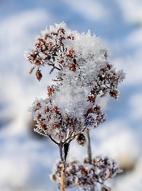 Bild 13 - Eiskristalle