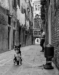 Bild 15 - Der abgestellte Hund