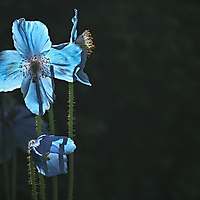 Bild 05 - Blauer Mohn