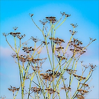 Bild 09 - Fenchel-Samenstand