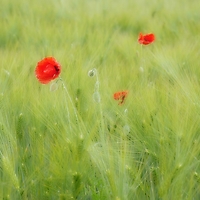 Bild 14 - Mohn