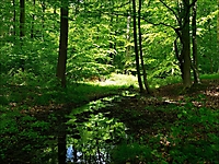 Bild 11 - Kleine feuchte Lichtung