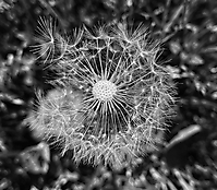 Bild 13 - Wunder Natur