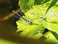Bild 07 - Libellenpärchen
