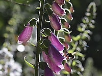 Bild 10 - Fingerhut