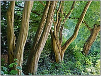 Bild 10 - Bäume