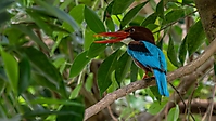 Bild 02 - Eisvogel