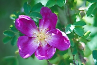 Bild 08 - Sommerblüte