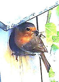 Bild 17 - MeinVogel