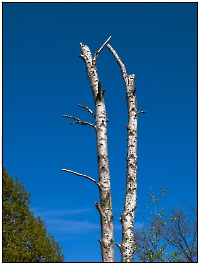 Bild 09 - Botanische Skulptur