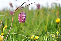 Bild 02 - Im Frühling