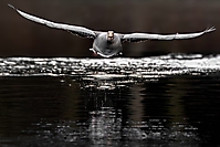 Bild 06 - Im Landeanflug