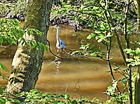 Bild 10 - Fischreiher