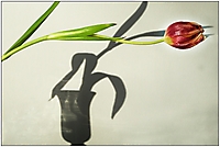 Bild 04 - Tulpe