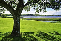 Bild 08 - Landschaft mit Baum