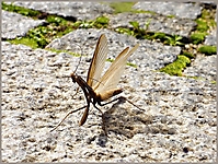 Bild 11 - Heuschrecke