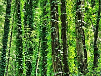 Bild 09 - Grüne Pracht der Jungfernrebe