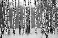 Bild 02 - Birken im Moor