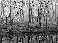 Bild 08 - Birken am Moorsee
