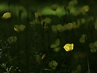 Bild 09 - Waldscheinmohn