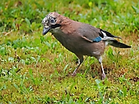 Bild 12 - auf Futtersuche