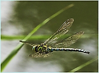 Bild 11 - Herbstmosaikjungfer